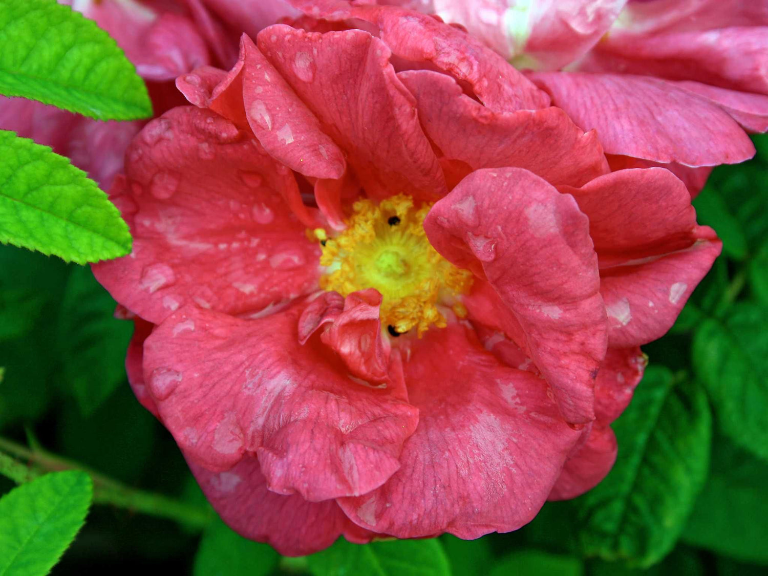 Officinalis - Gallica Apothekerrose Strauchrose