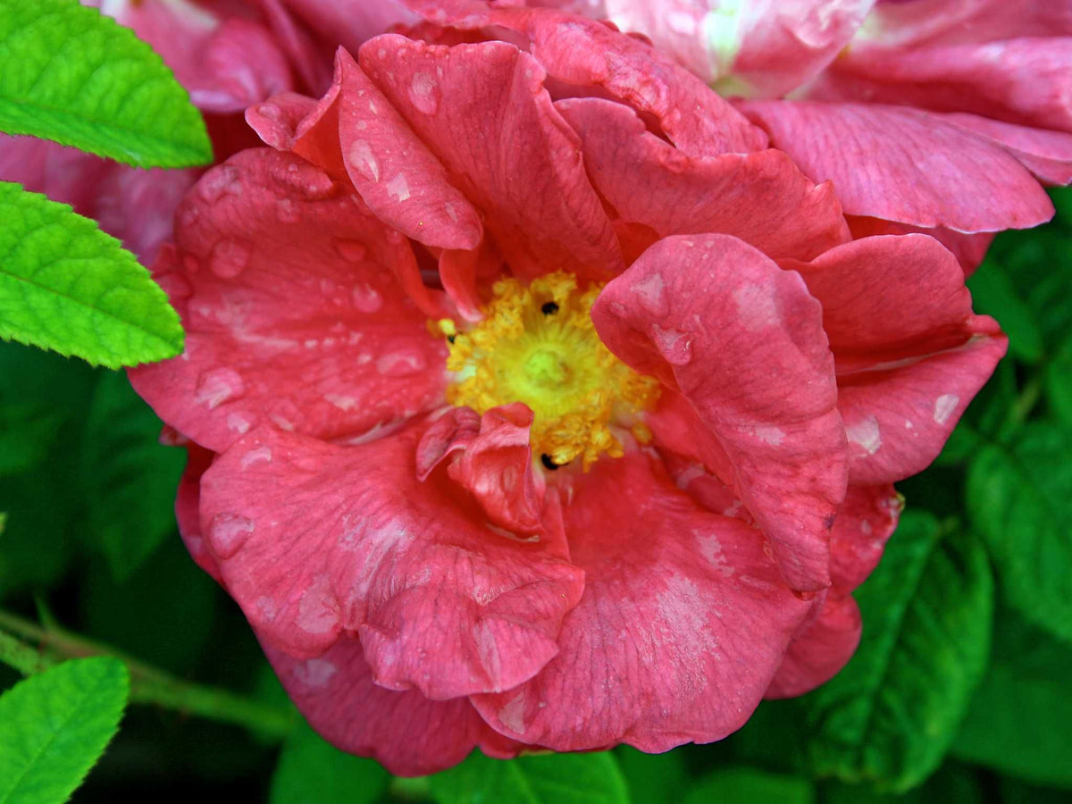 Officinalis - Gallica Apothekerrose Strauchrose