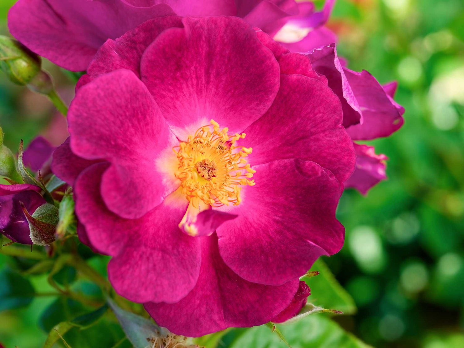 Night Owl - Kletterrose Climber