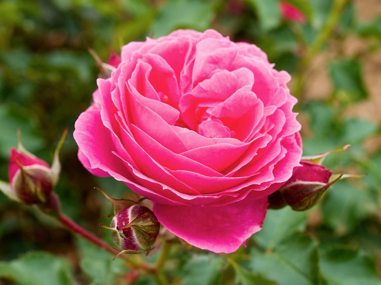 Moin Moin - Beetrose