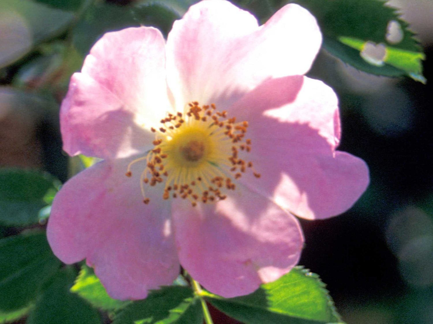 Piro 3 -Wildrose Strauchrose