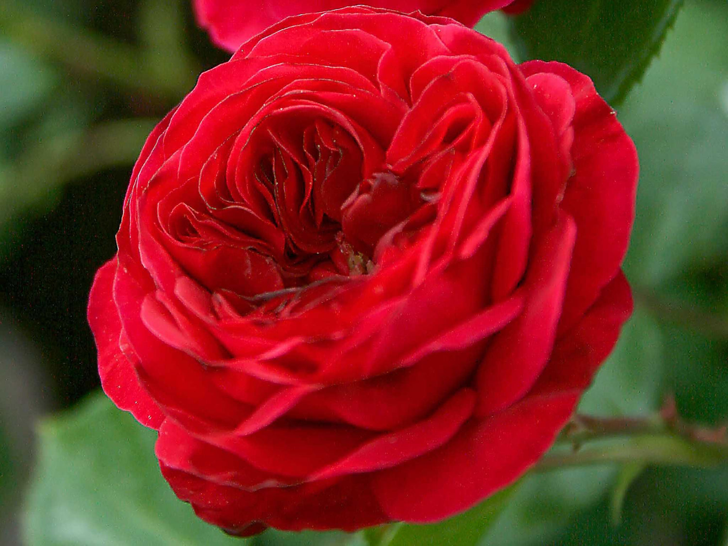 Red Leonardo da Vinci - Beetrose