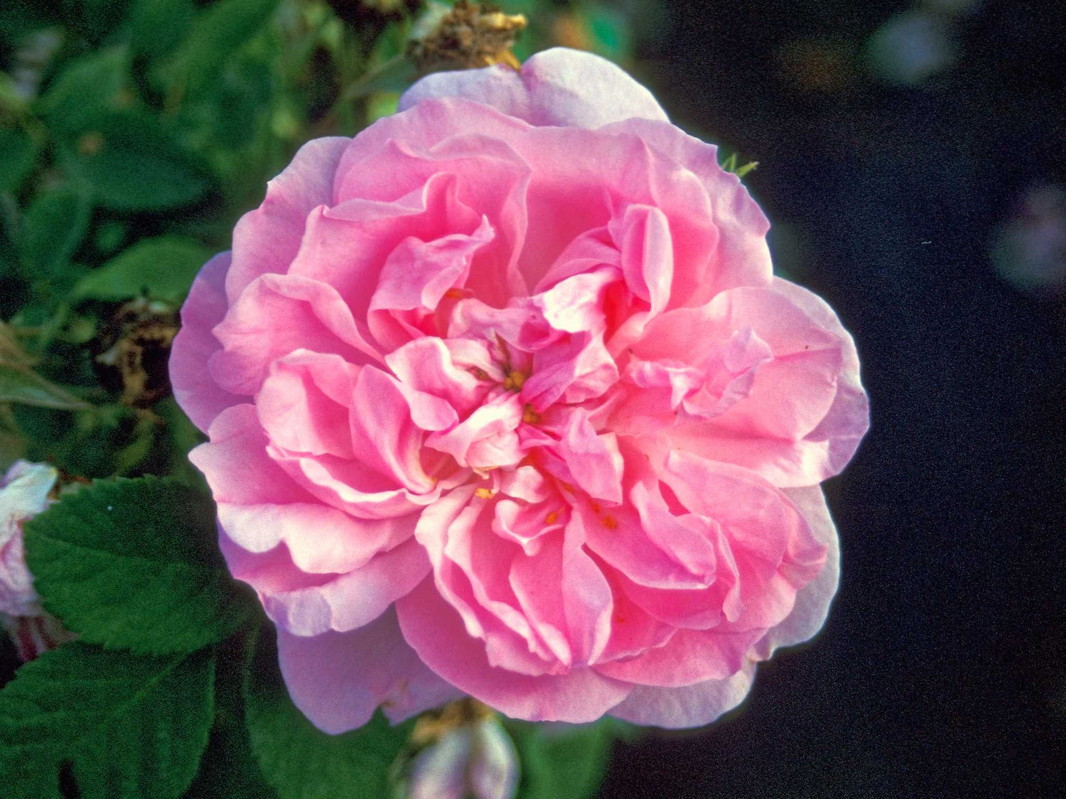 Quatre Saisons - Damaszenerrose Strauchrose