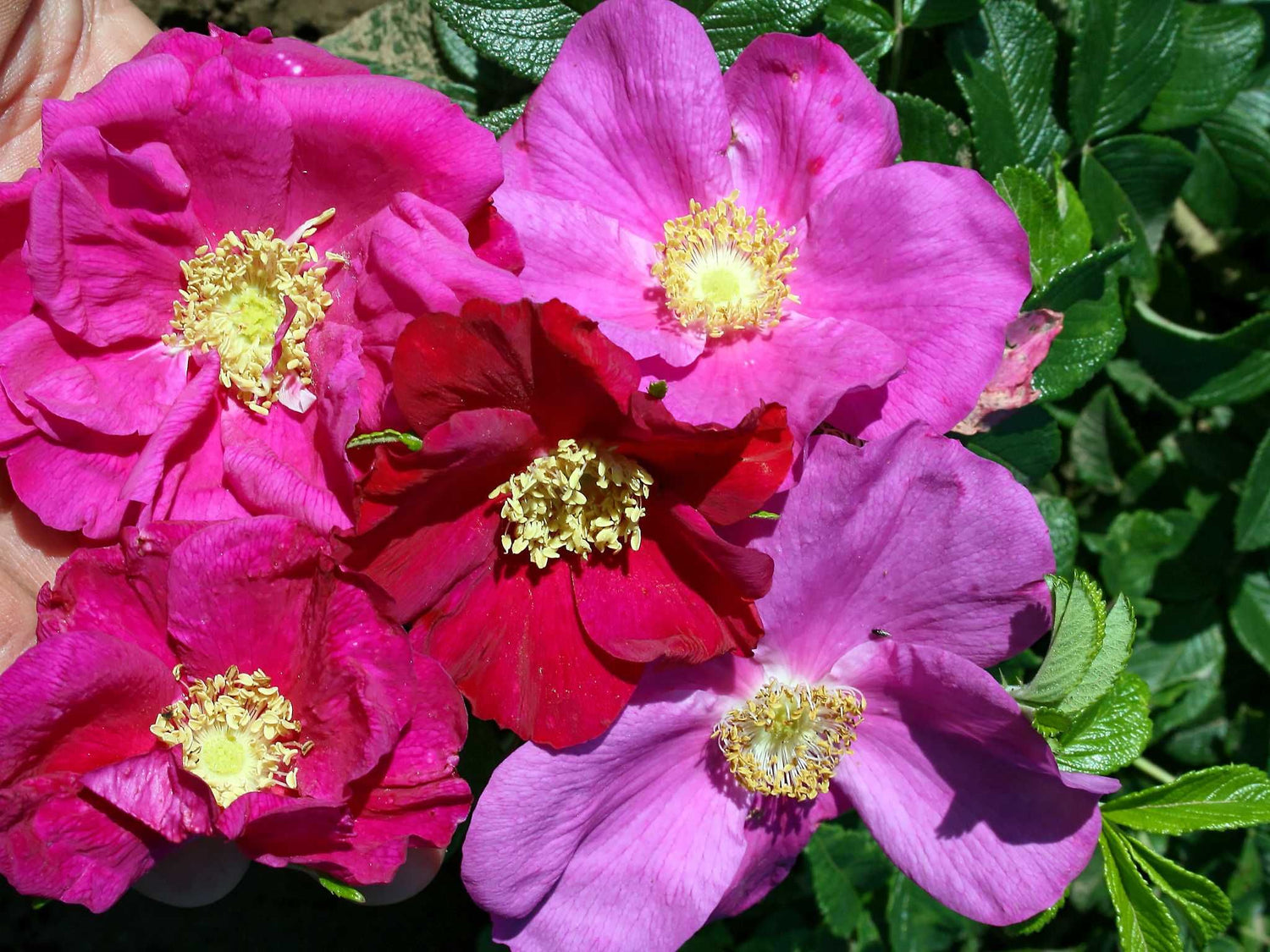 Rugosa Kinder Rugosa - Kartoffelrose Wildrose