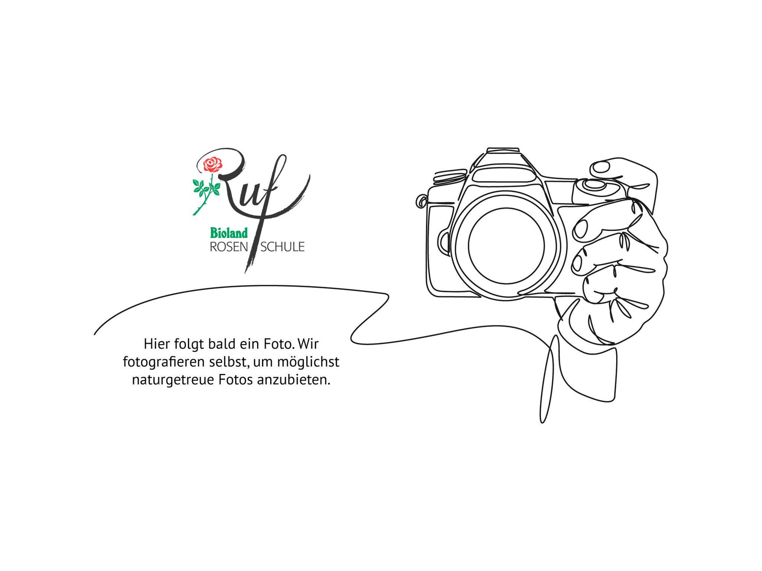 Moonlight - Kletterrose Climber