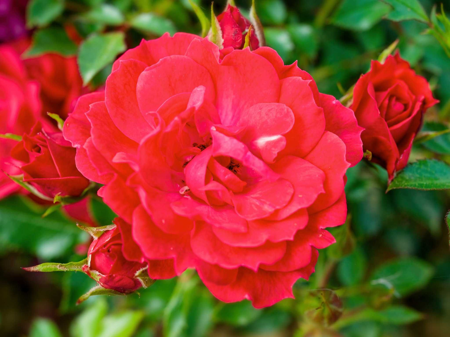 Limesglut - Bodendeckerrose