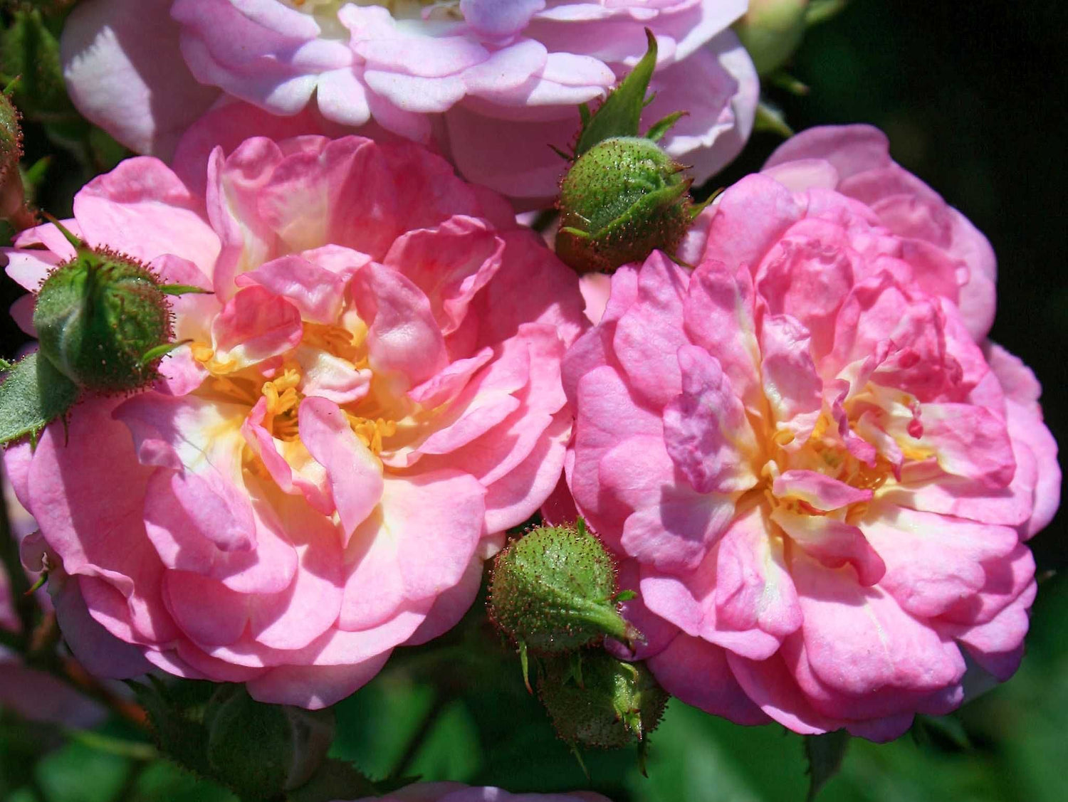 Lisas' Duftwolke - Kletterrose Rambler