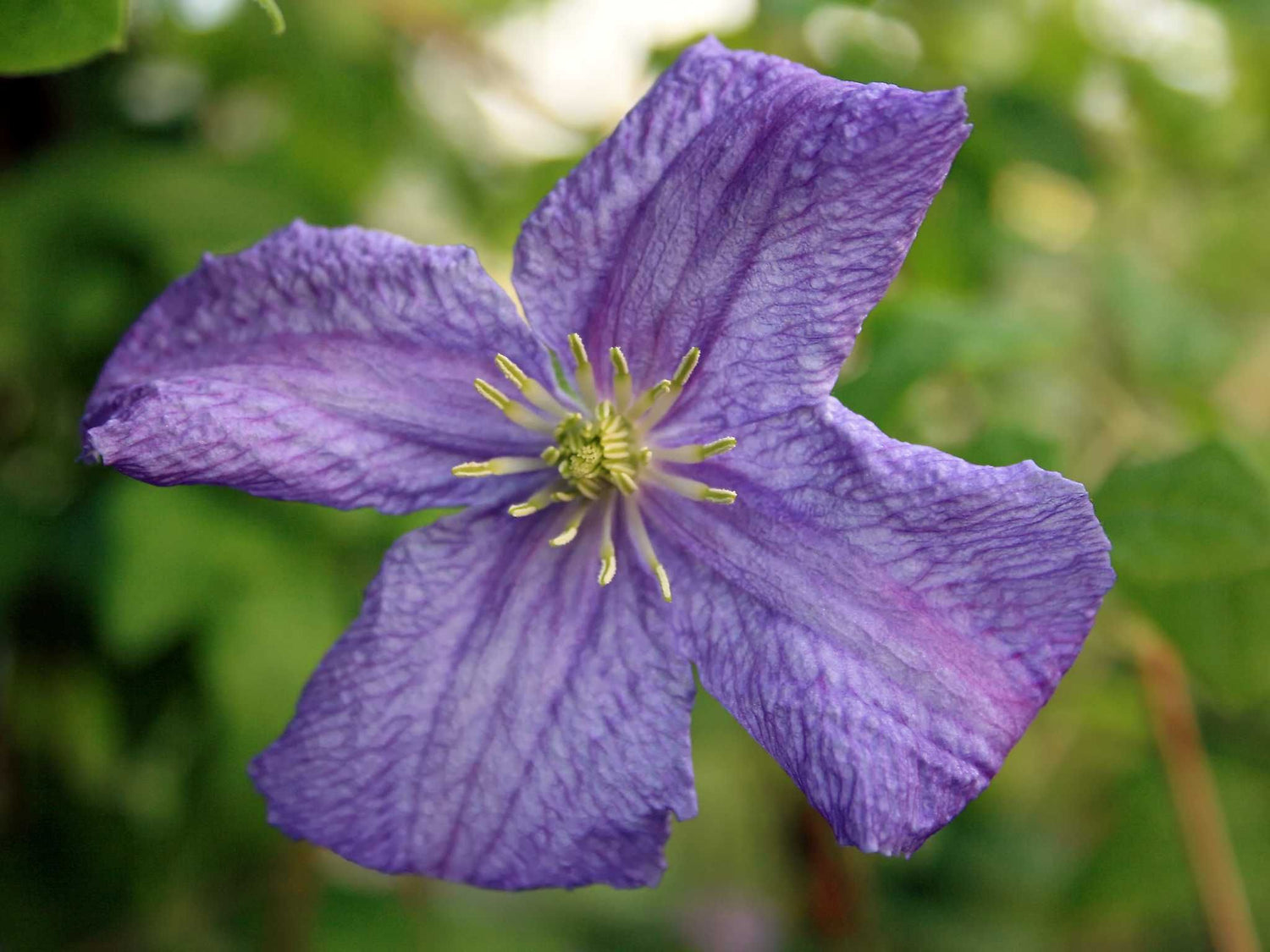 Emilia Plater - Clematis viticella - Waldrebe