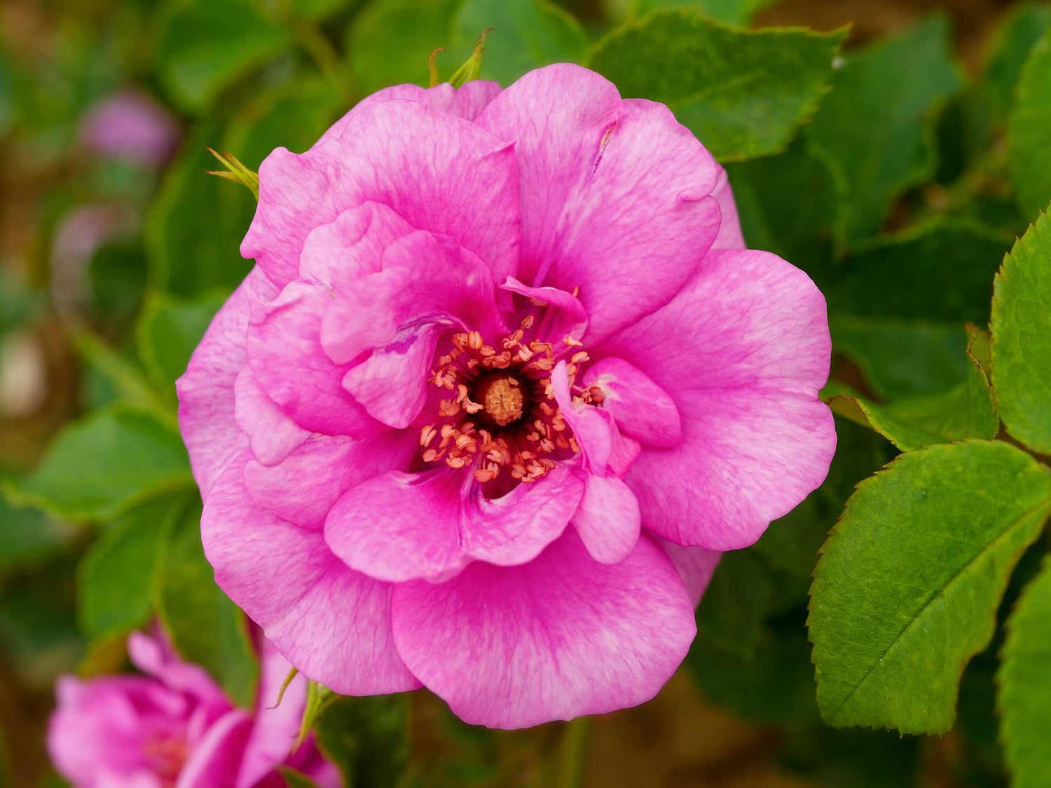 Orienta Aladdin - Kletterrose Climber