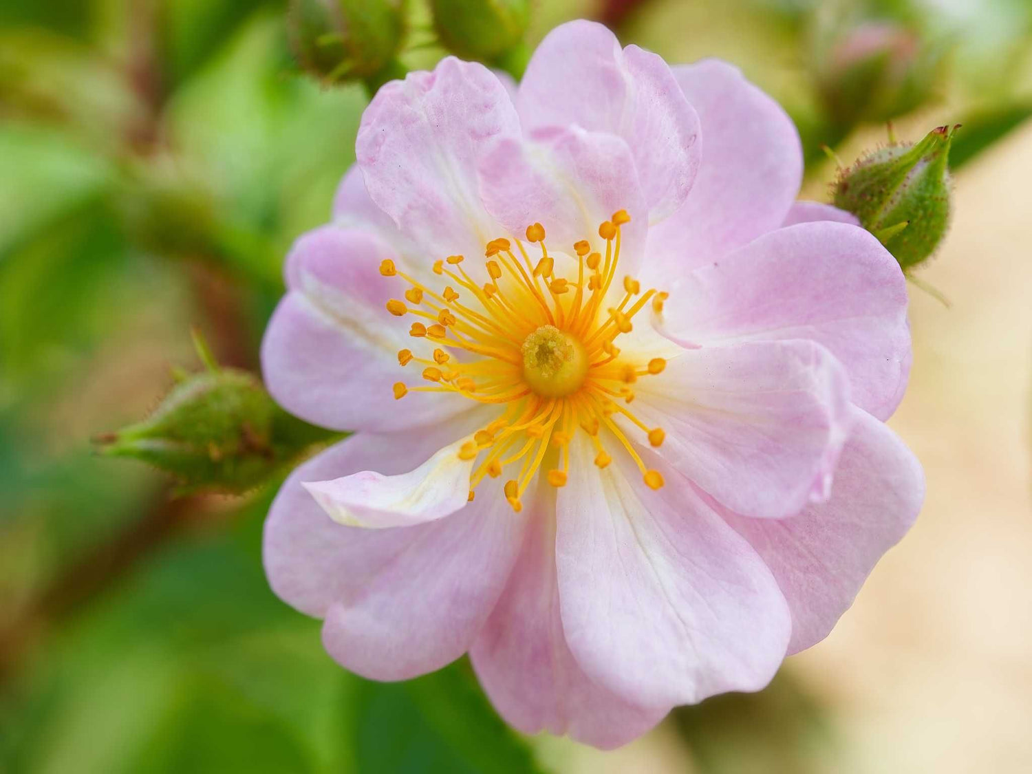 Frau Hilde Ruf  - Kletterrose Rambler