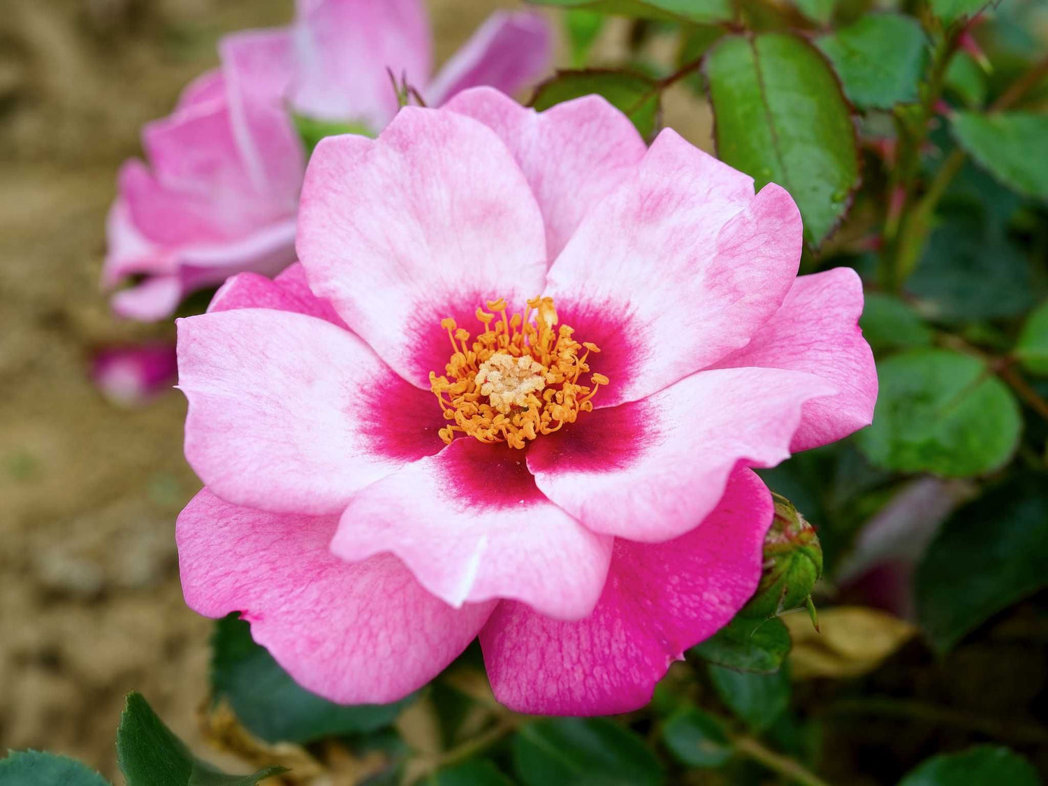 Esther Queen of Persia - Beetrose