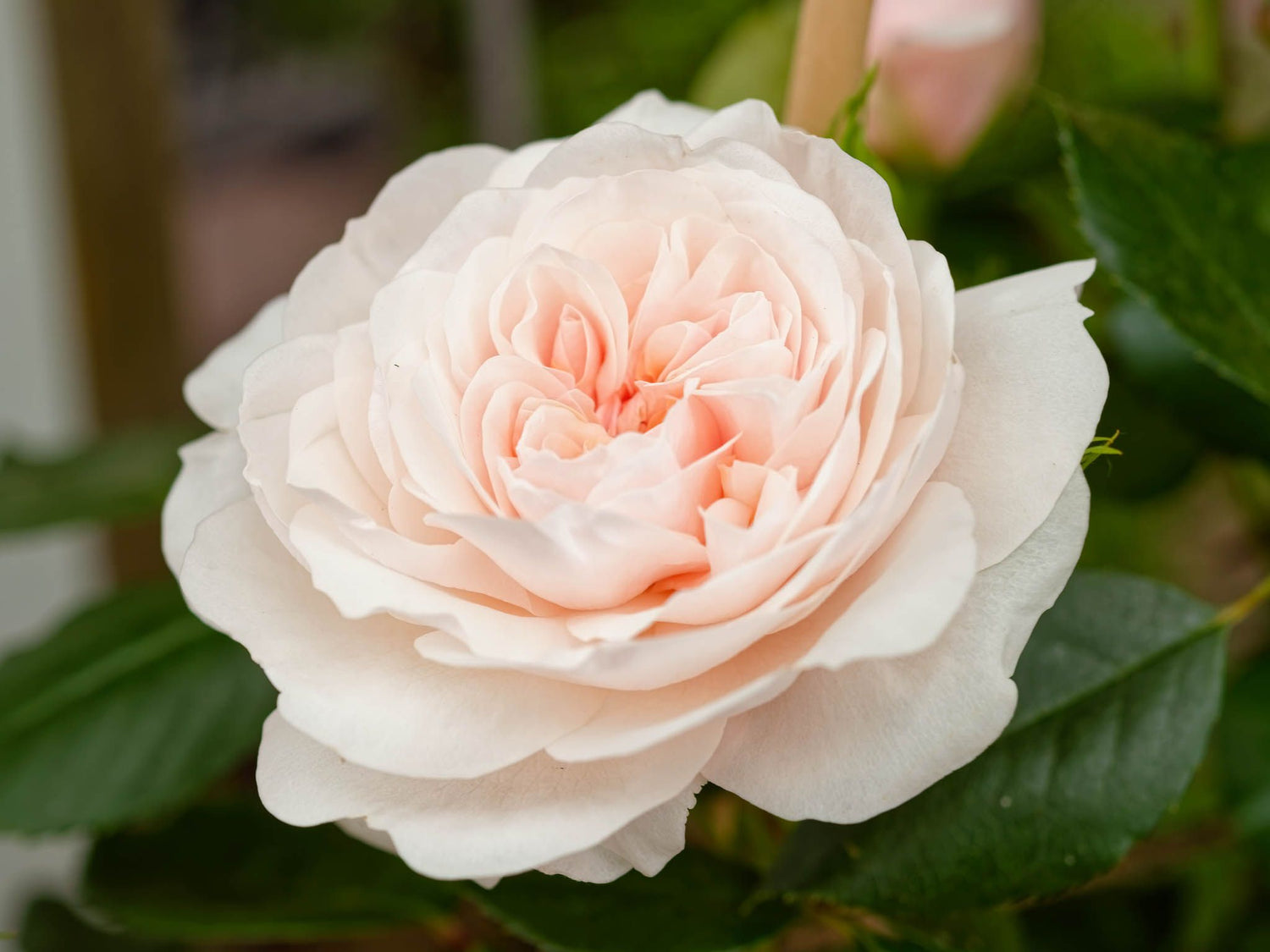 Sabrina - Kletterrose