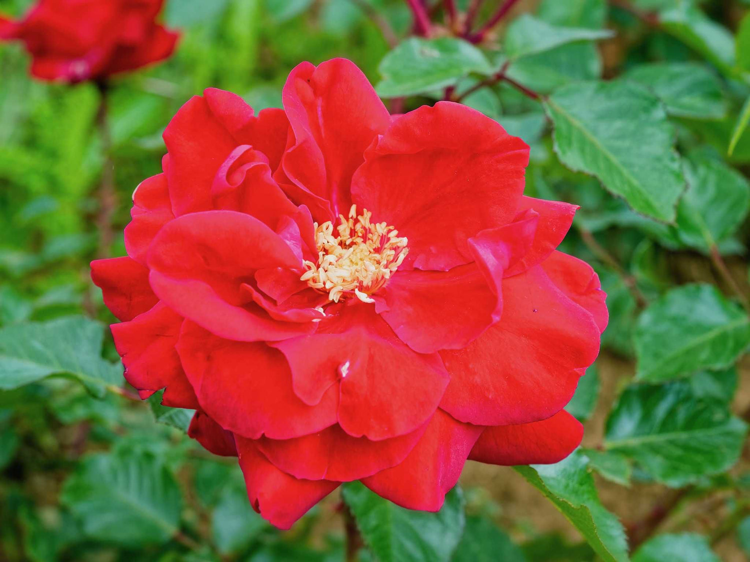 Conditorum - Gallicarose Konditorrose Strauchrose