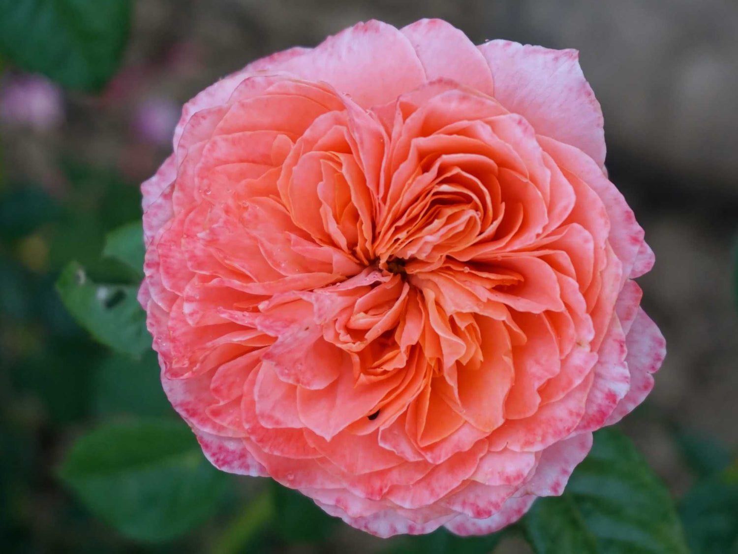 Marcs Jubilee - Strauchrose