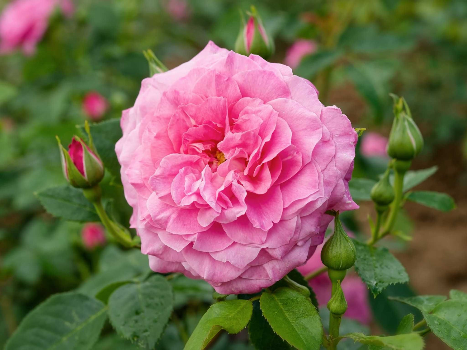 Heilige Elisabeth - Strauchrose