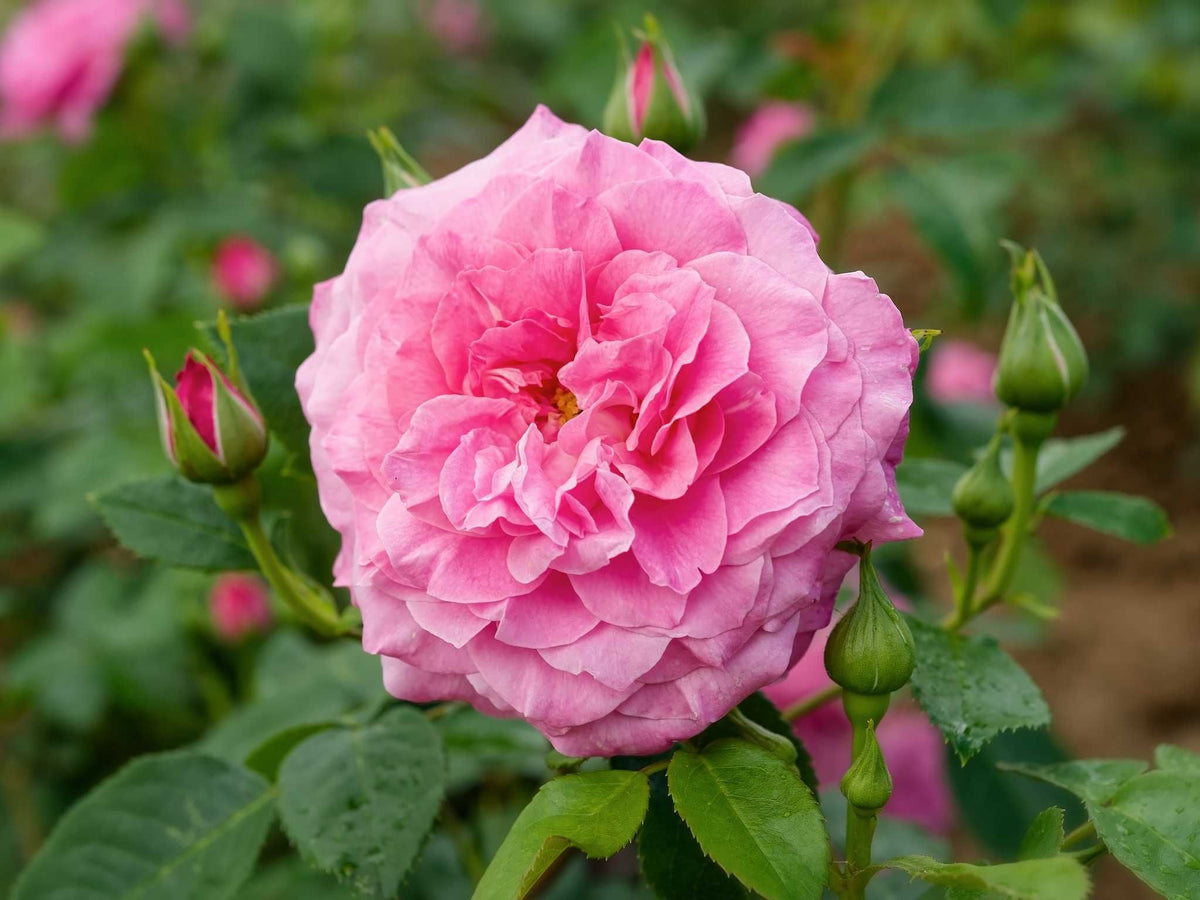 Heilige Elisabeth - Strauchrose
