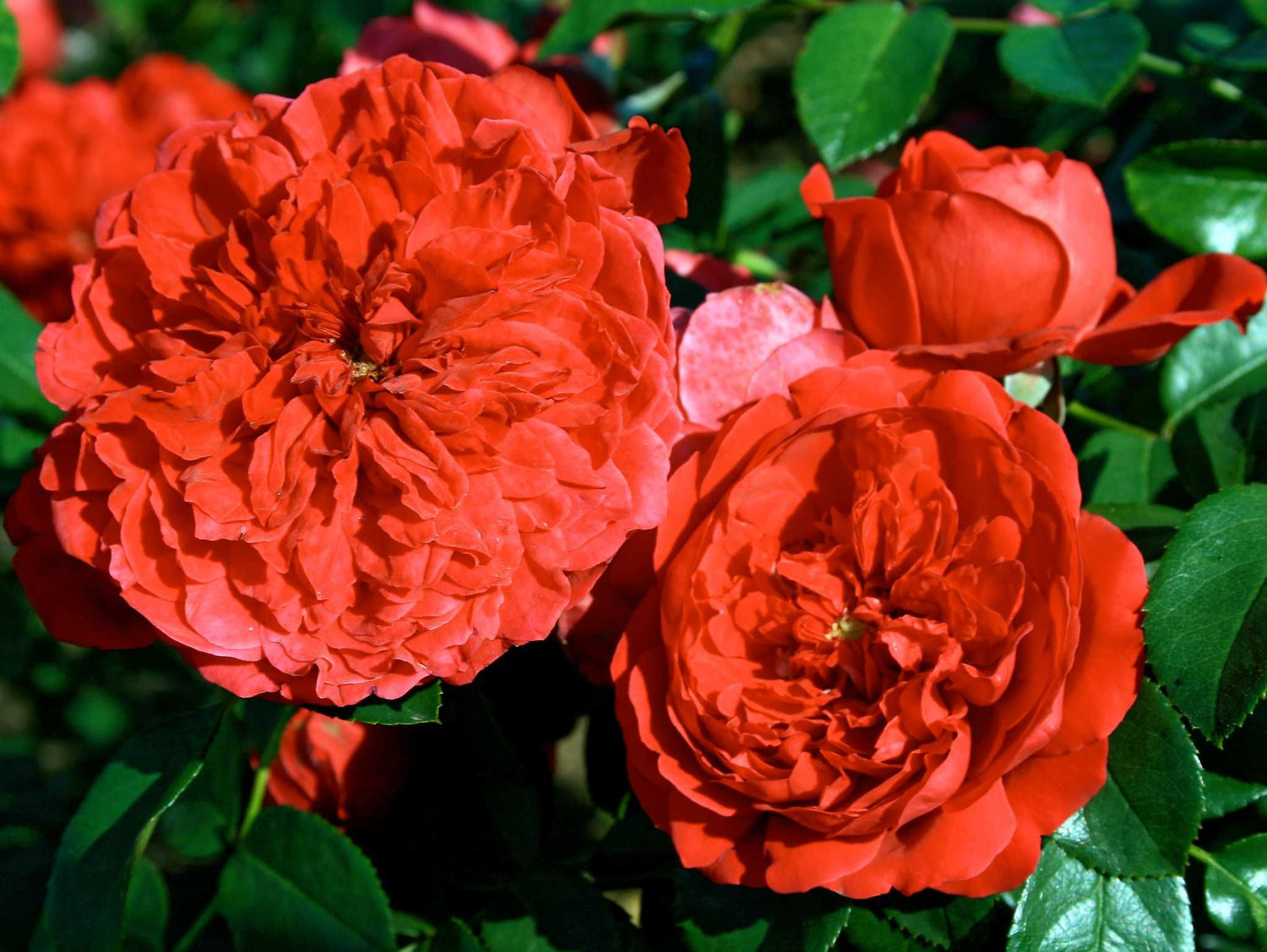 Florentina - Kletterrose Climber