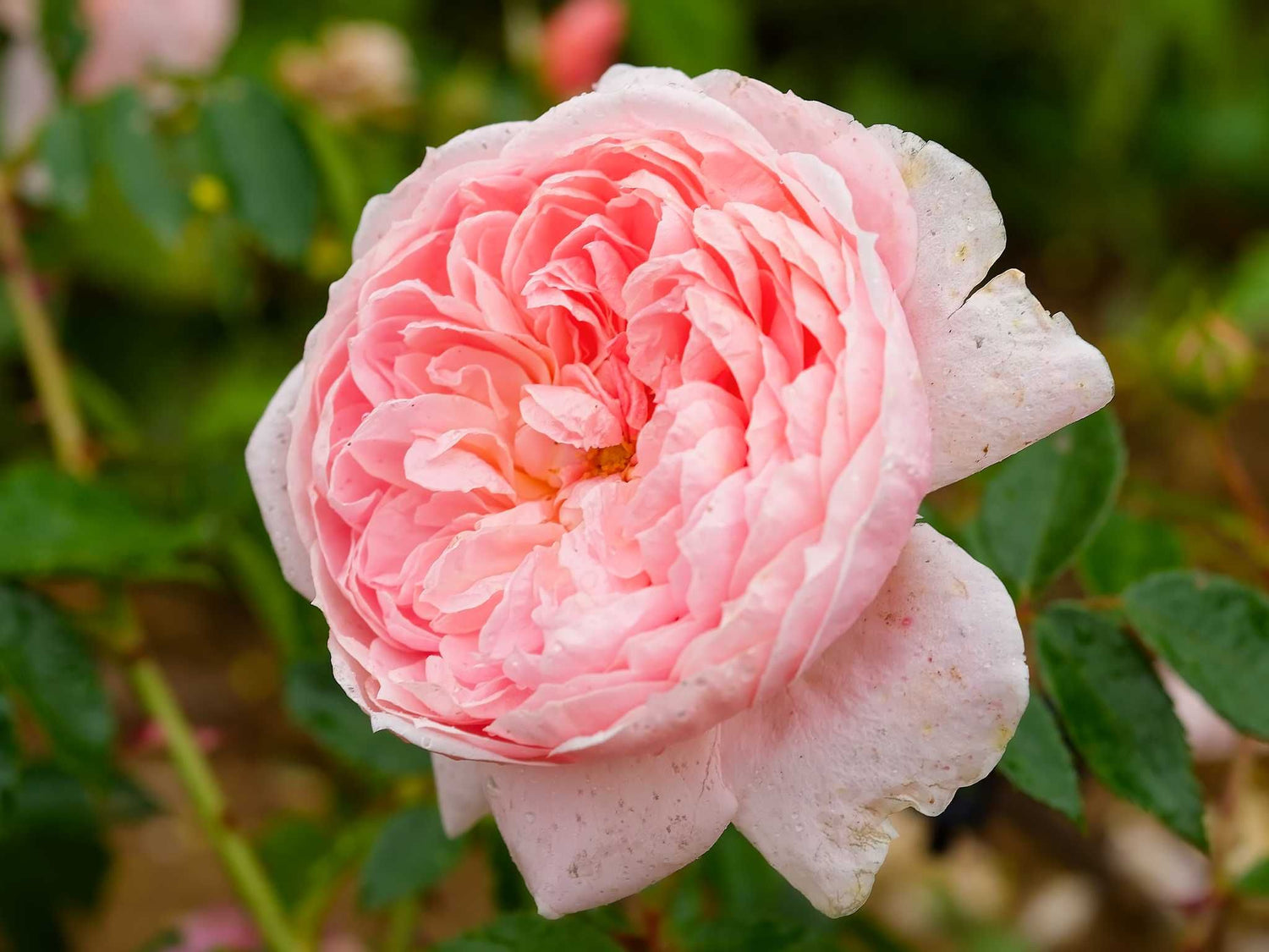 Colette - Strauchrose
