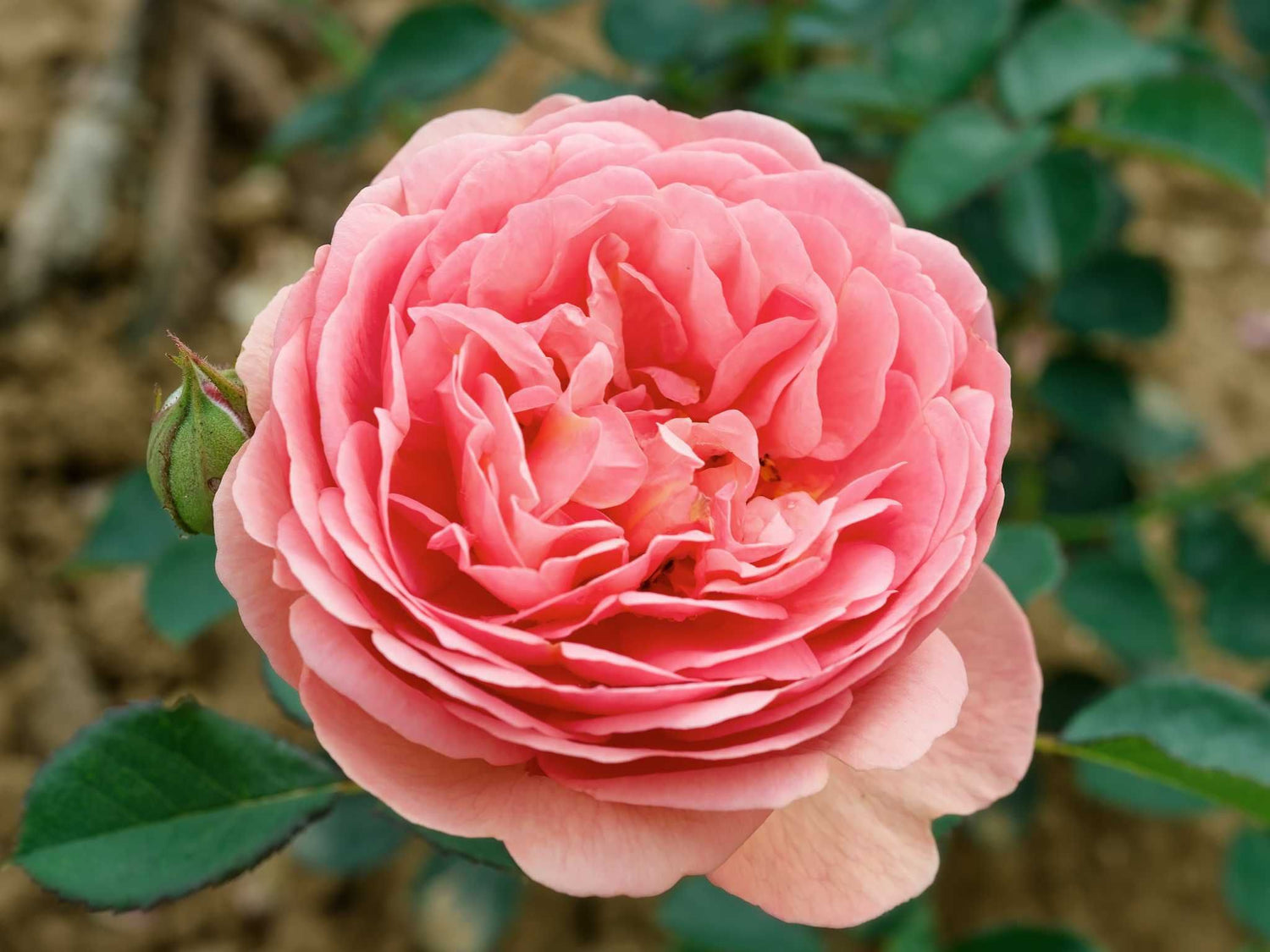 Park Abbey Rose -  Strauchrose