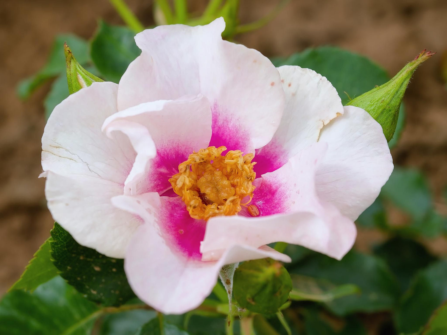 See You in Purple - Beetrose