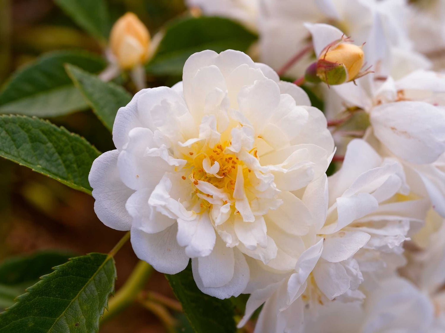 Christine Helene - Kletterrose Rambler