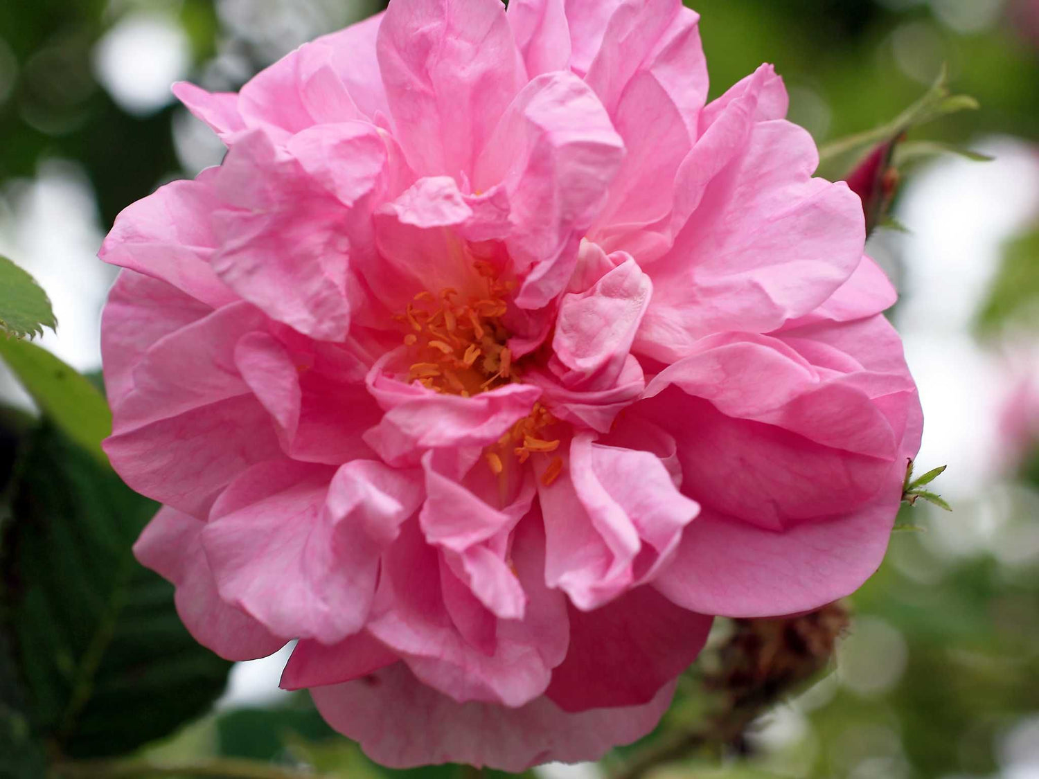 Trigintipetala - Damaszenerrrose Strauchrose