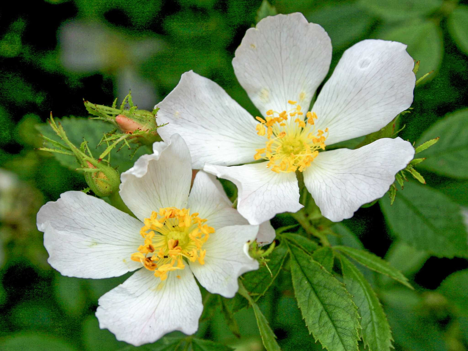 Elliptica - Keilblättrige Rose Wildrose
