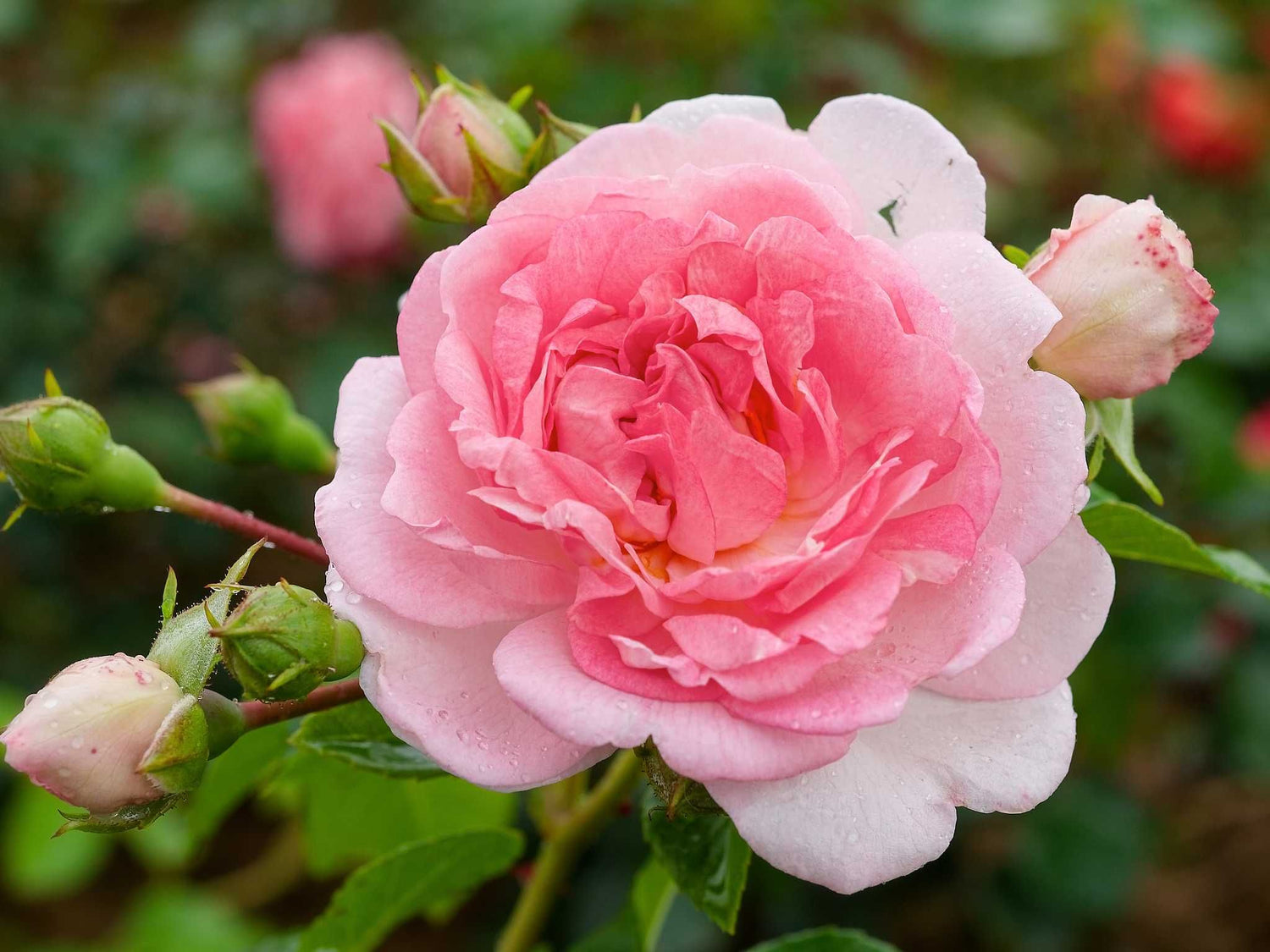 Jasmina - Kletterrose Climber