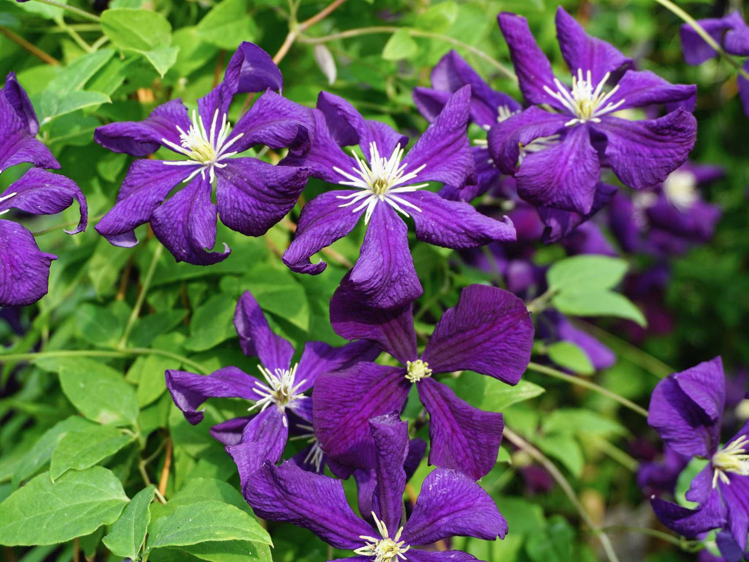 Etoile Violette - Clematis viticella - Waldrebe