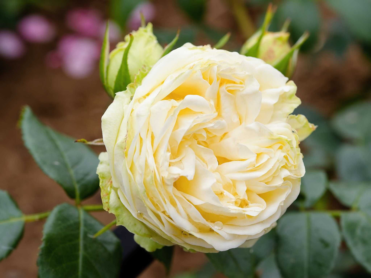 Wedding Piano - Edelrose