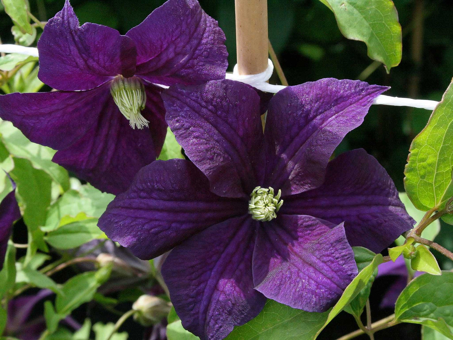 Aotearoa - Clematis viticella - Ital. Waldrebe