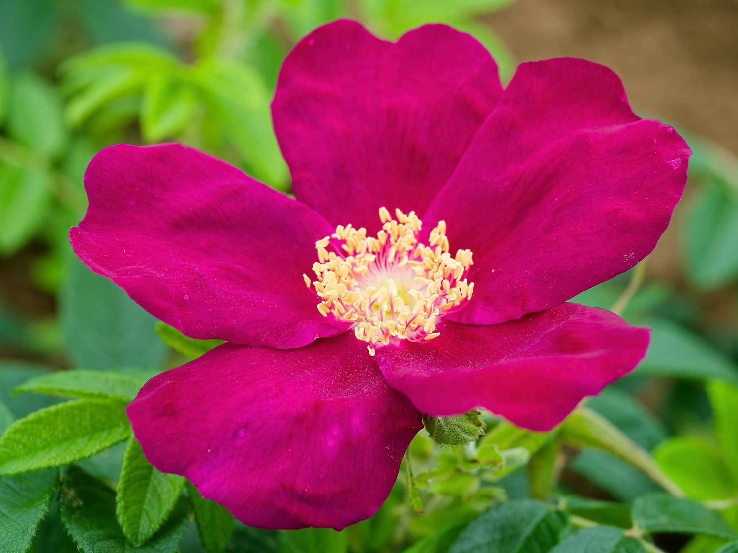 Wild Emmy Rugosa - Kartoffelrose Strauchrose