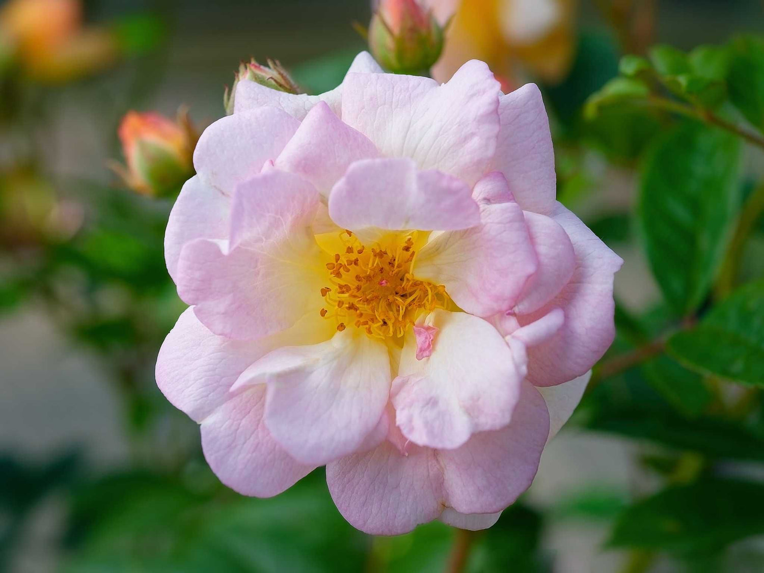White Carpet - Bodendeckerrose