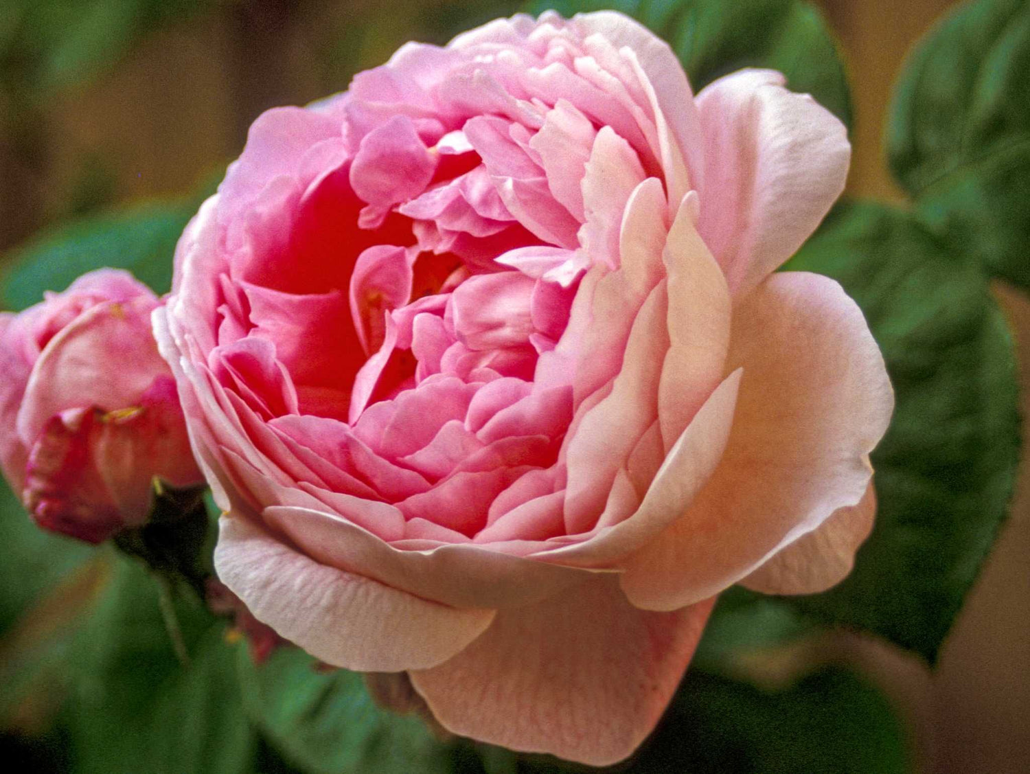 Constance Spry -Kletterrose Climber