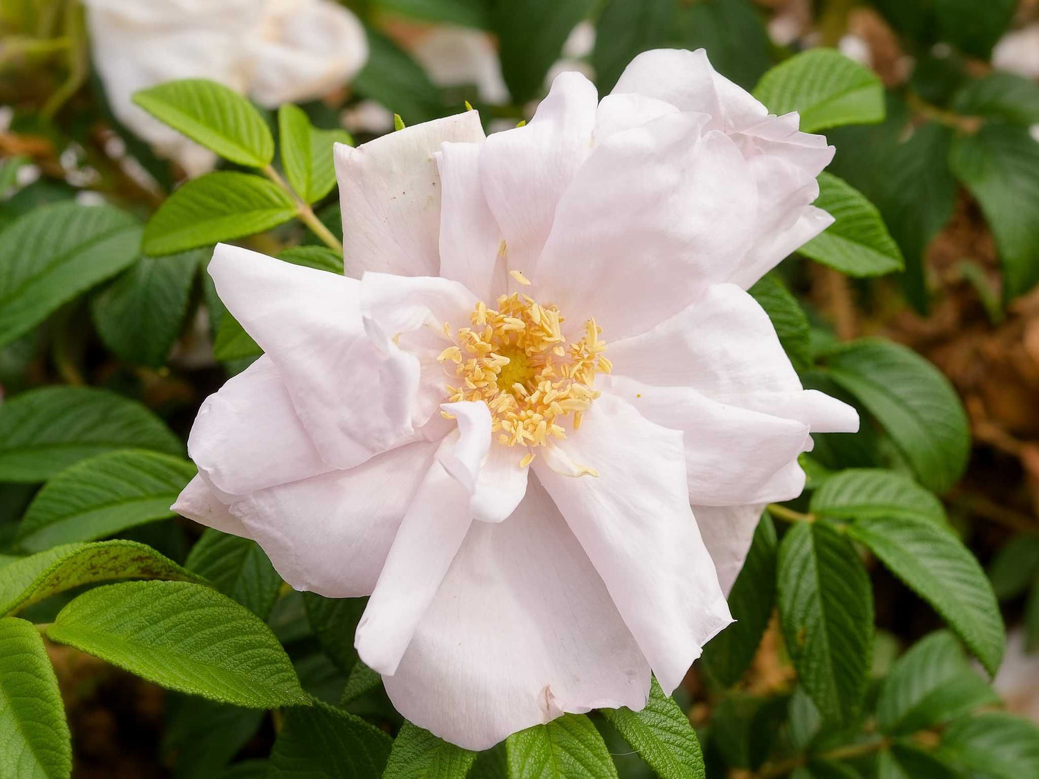 Wild Goose Rugosa - Kartoffelrose Strauchrose