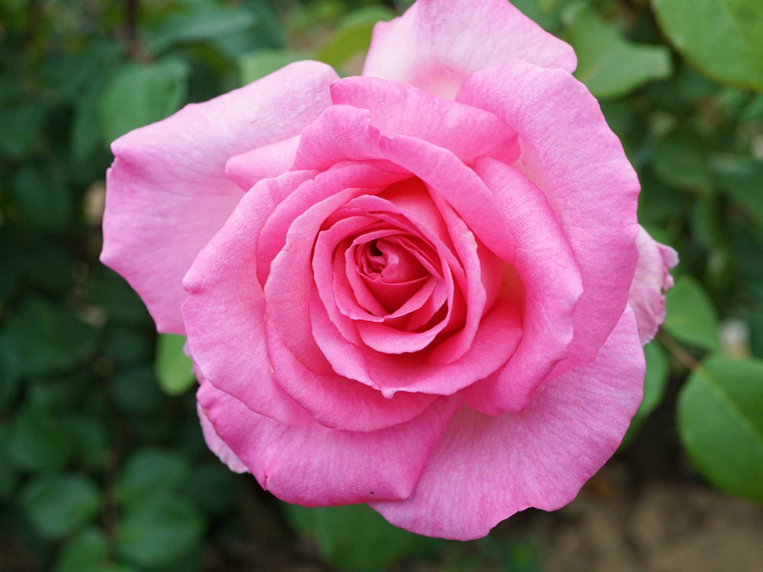 Beverly - Edelrose
