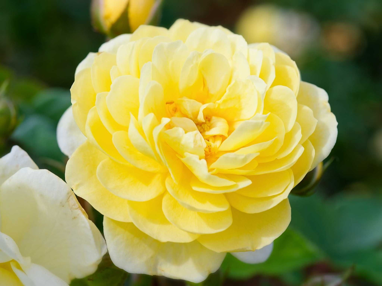 Lemon Siluetta - Ramblerrose