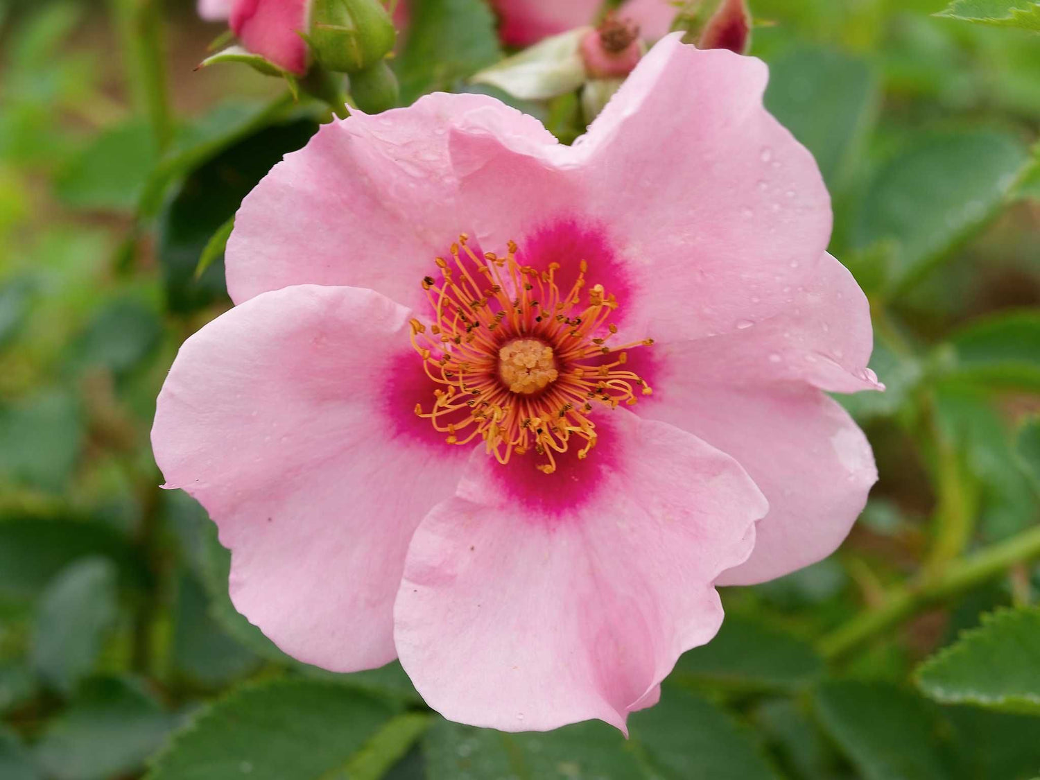 Orienta Farina - Beetrose