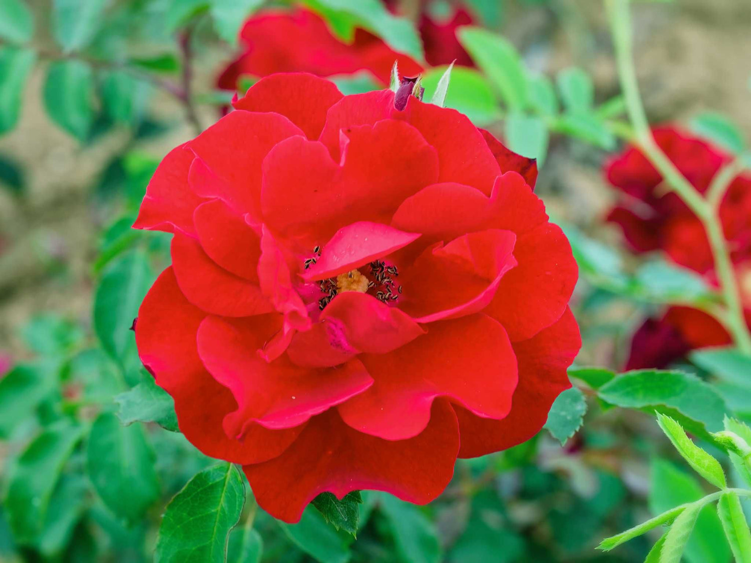 Roter Korsar - Strauchrose