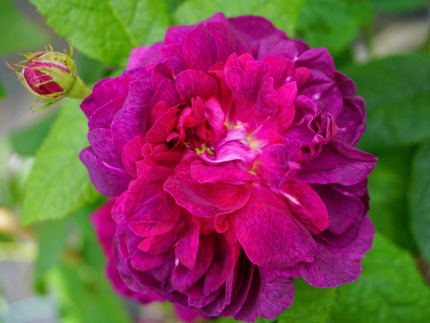 Indigo - Portlandrose Strauchrose