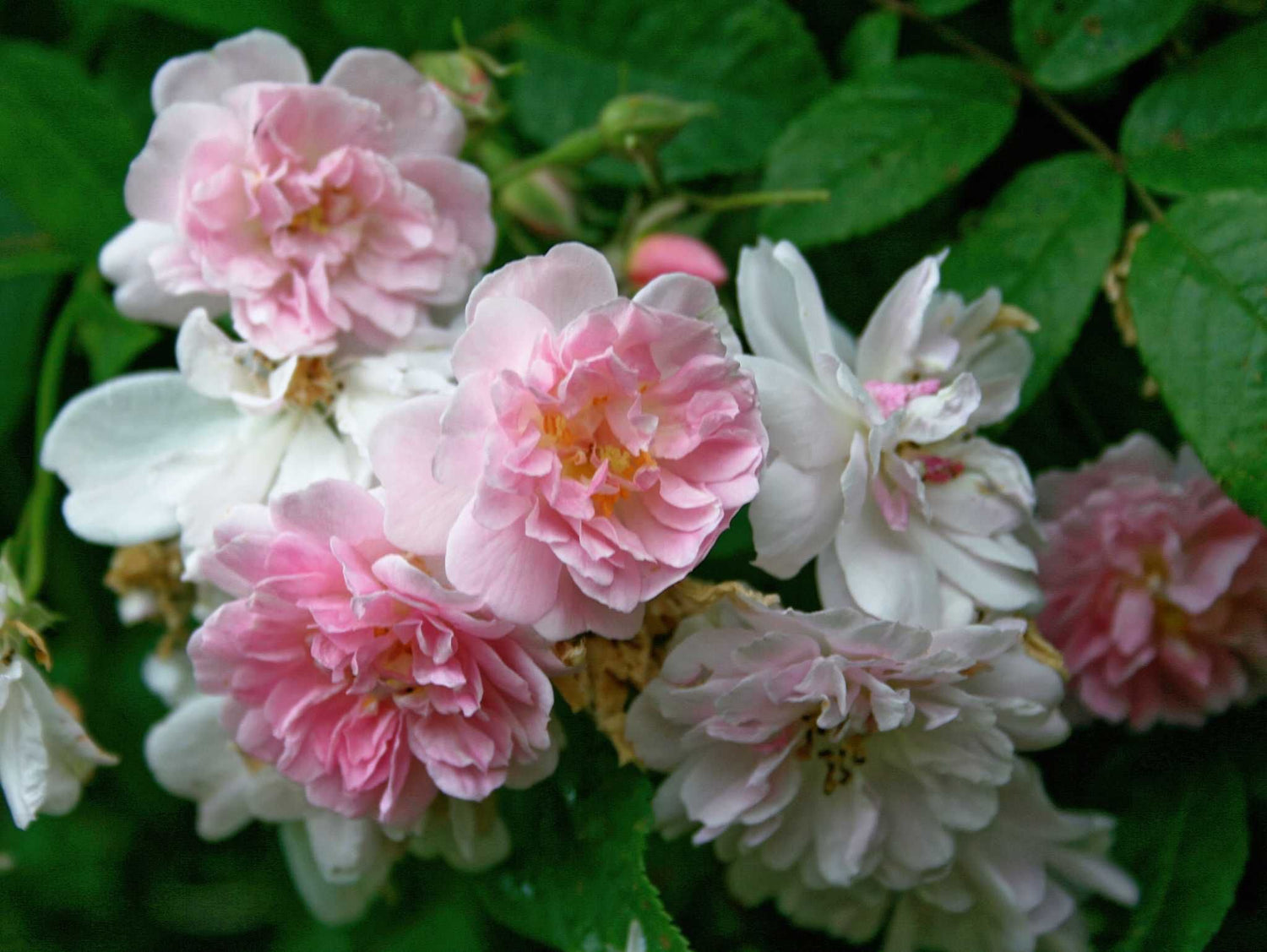 Pauls Himalayan Musk - Kletterrose Rambler