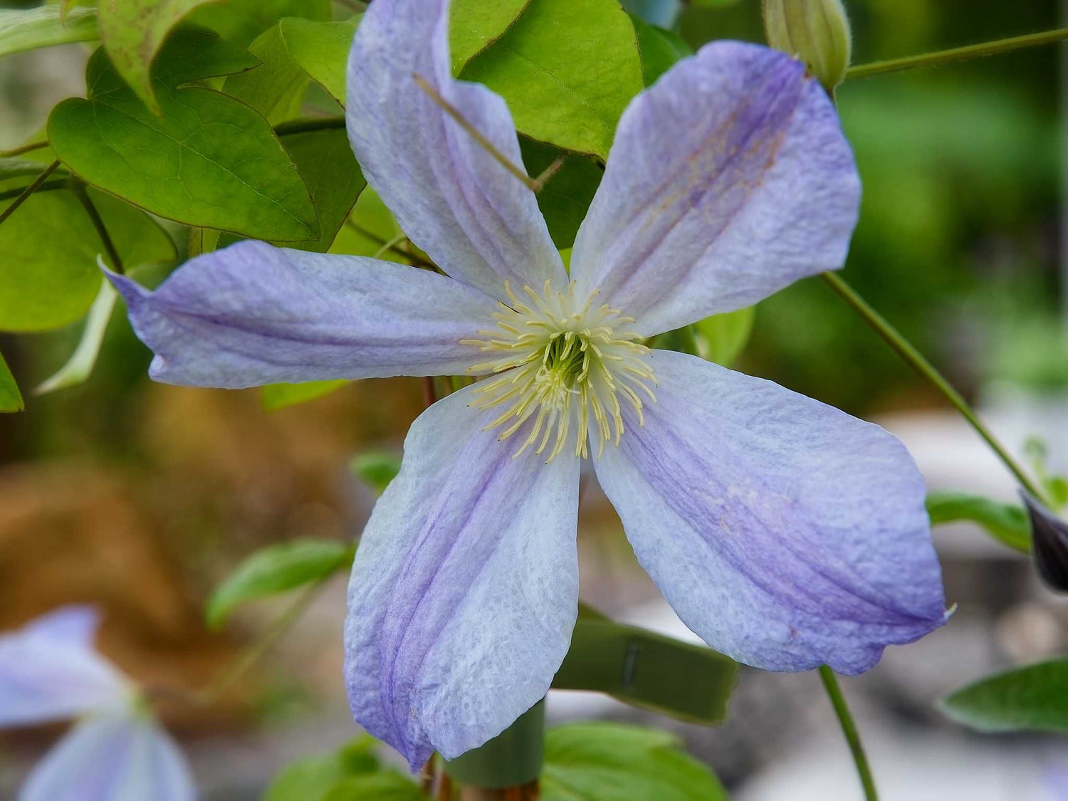 Dutch Sky - Clematis jackmanii - Waldrebe