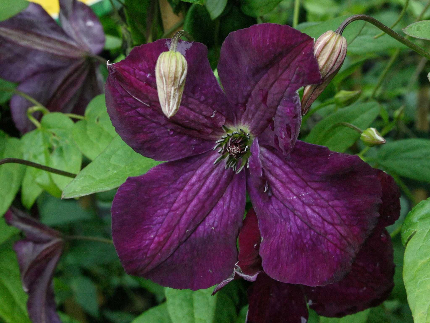 Royal Velours -Clematis viticella - Ital. Waldrebe