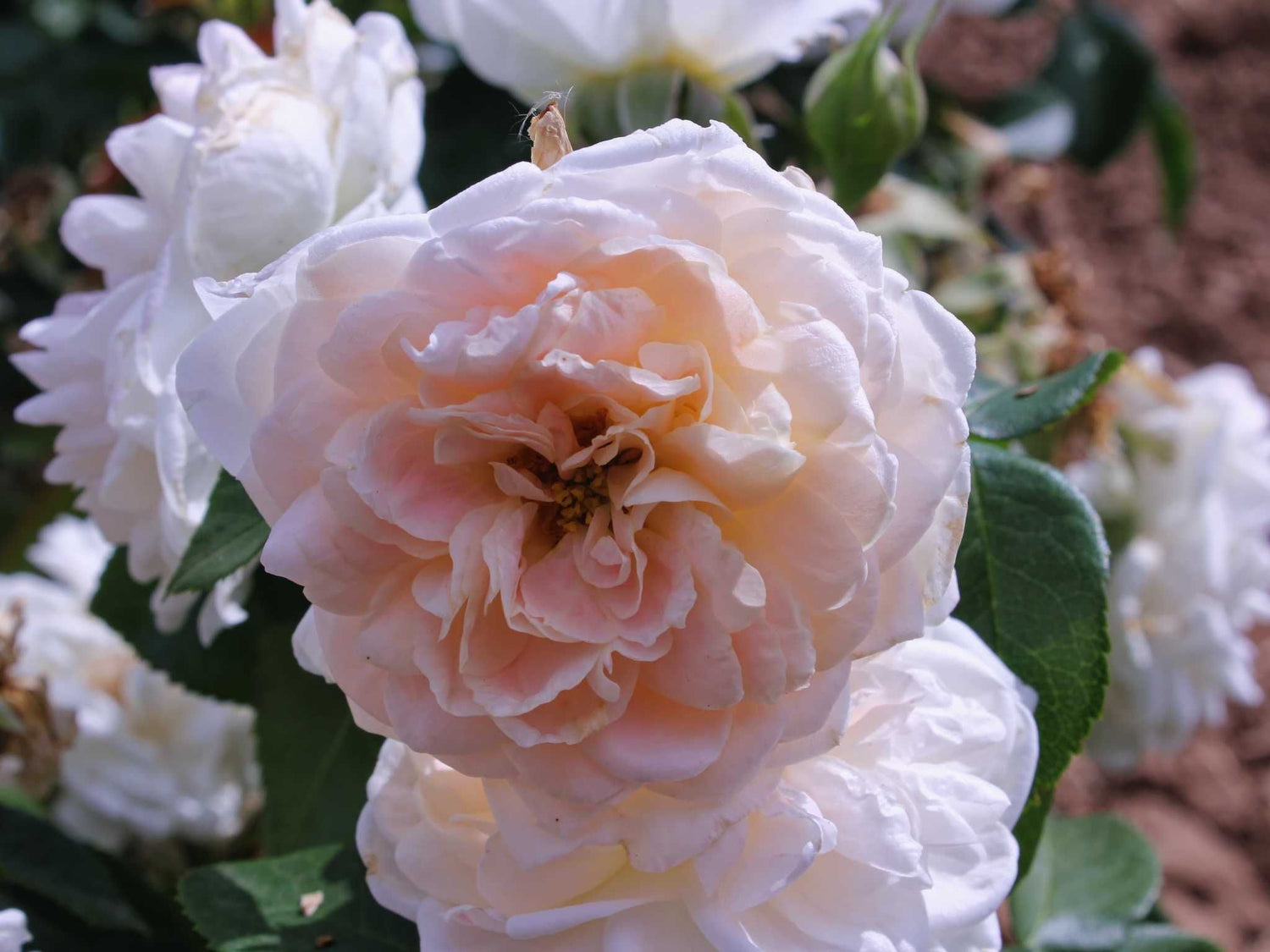 Paolina - Strauchrose