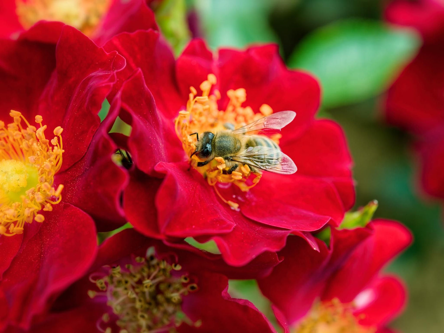 Bienenweide Dunkelrot - Bodendeckerrose