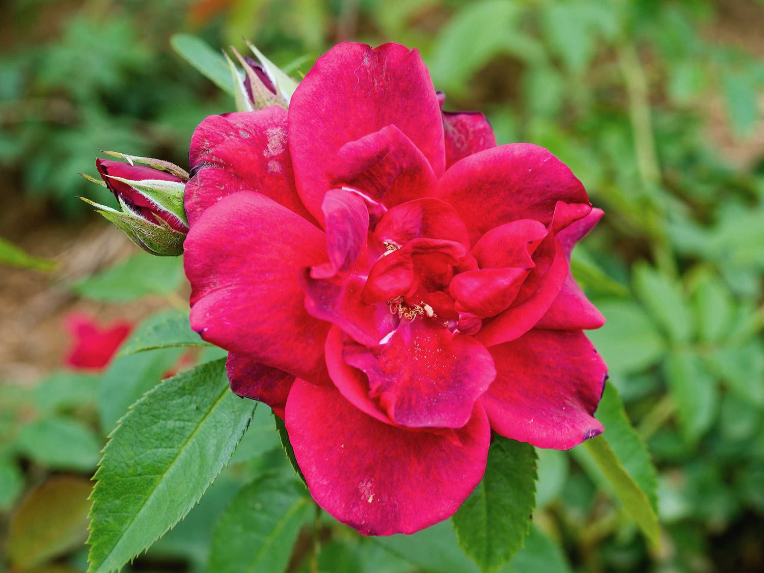 Herbstfeuer - Rubiginosa Weinrose Strauchrose
