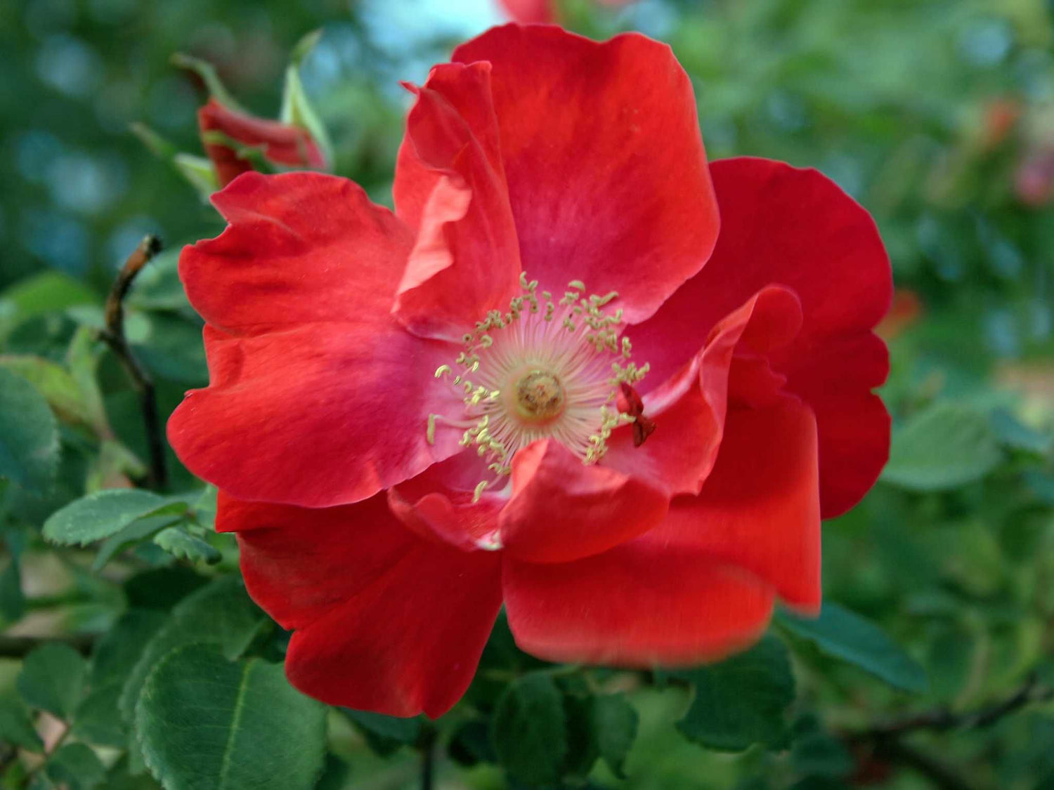 Eddies Jewel - Mandarinrose Wildrose Strauchrose