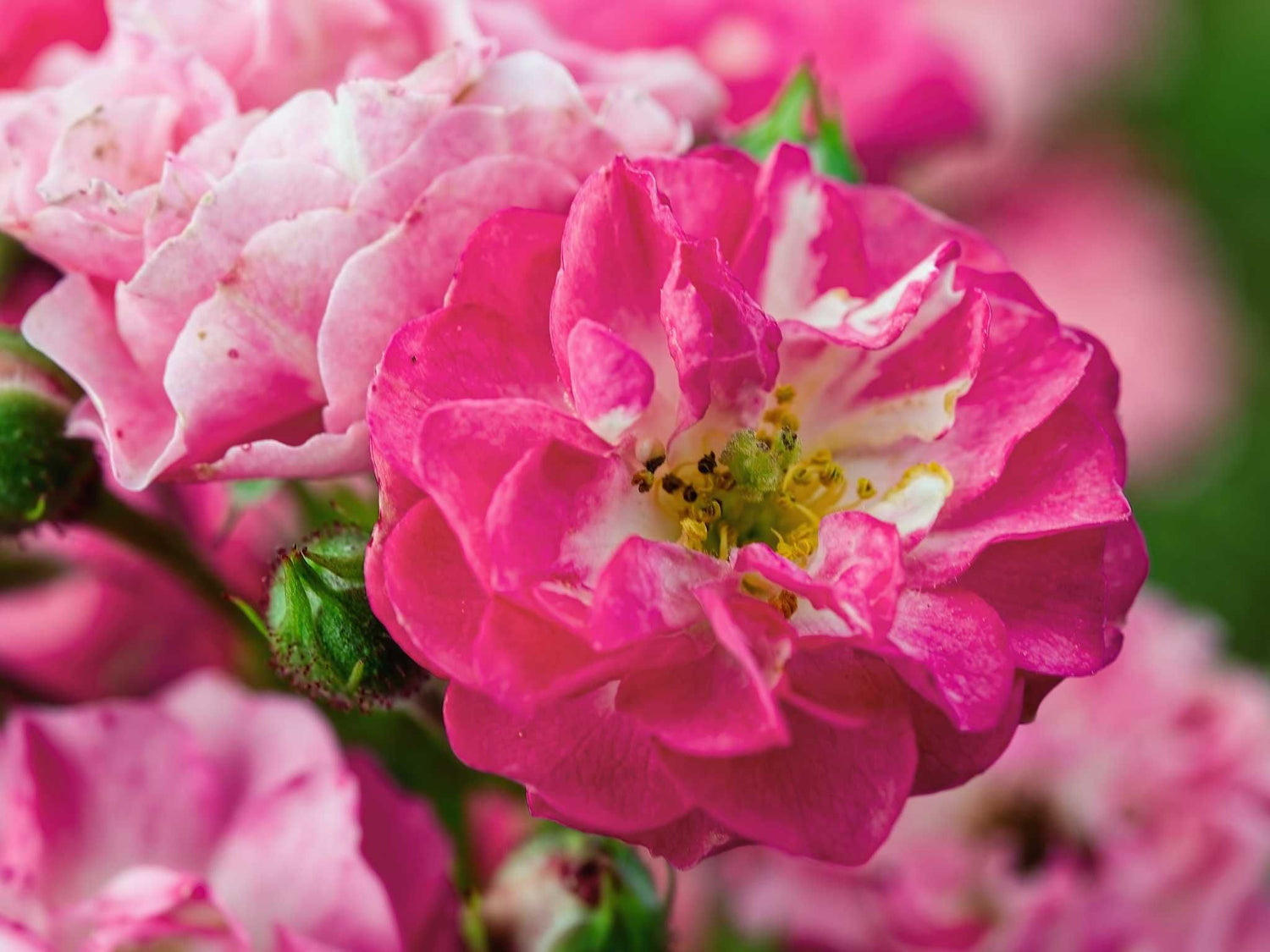 Degenhard - Zwergrose