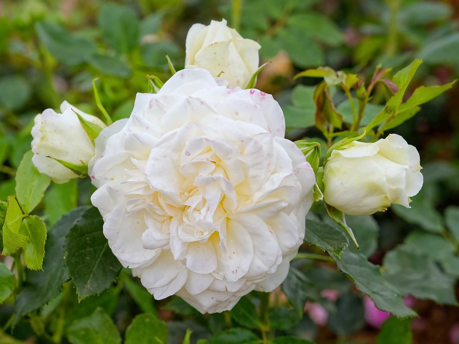 Friedenslicht - Strauchrose