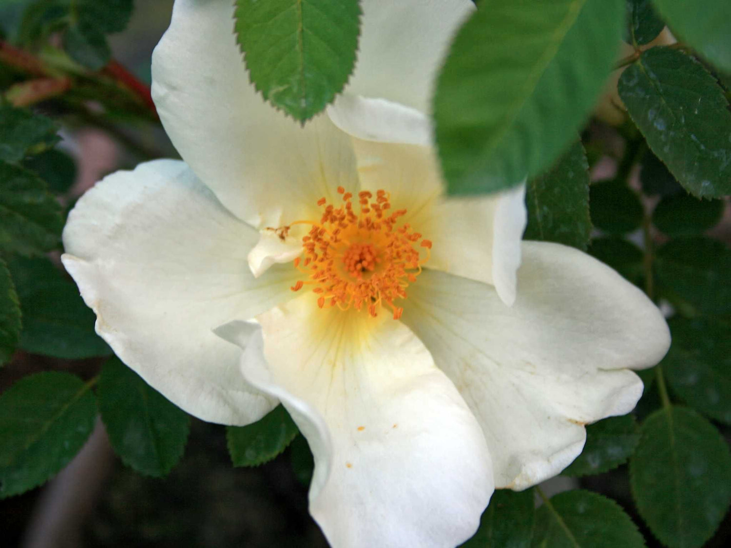Nevada -  Mandarinrose Wildrose Strauchrose